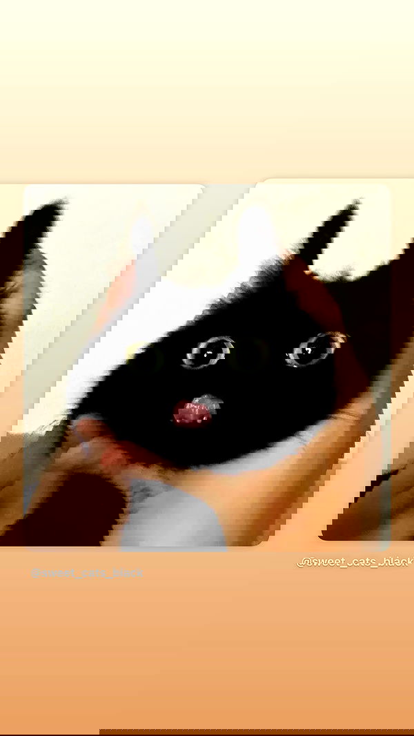 v.okay image ~ Altpins