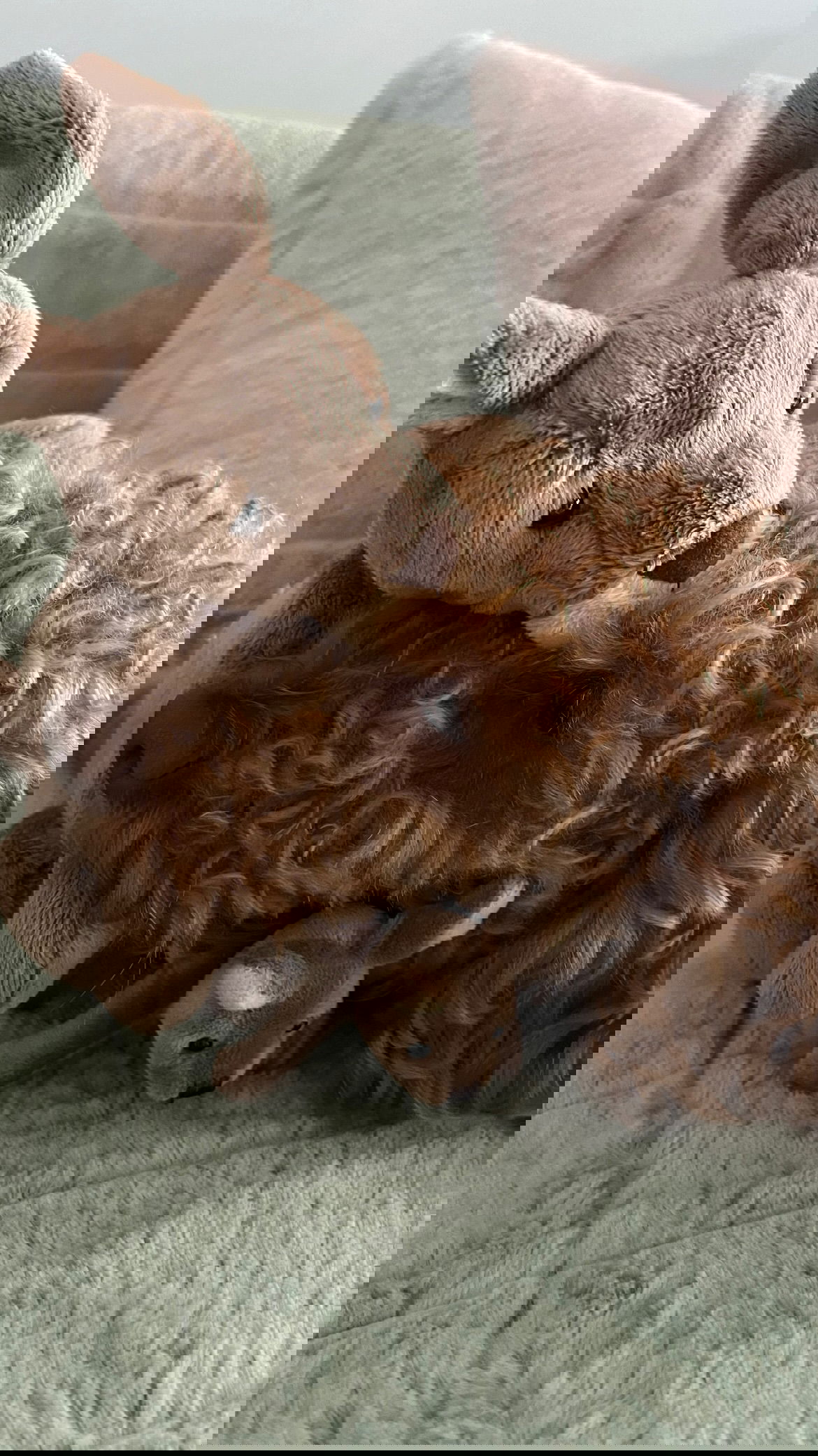 v33froggy instagram image archive image