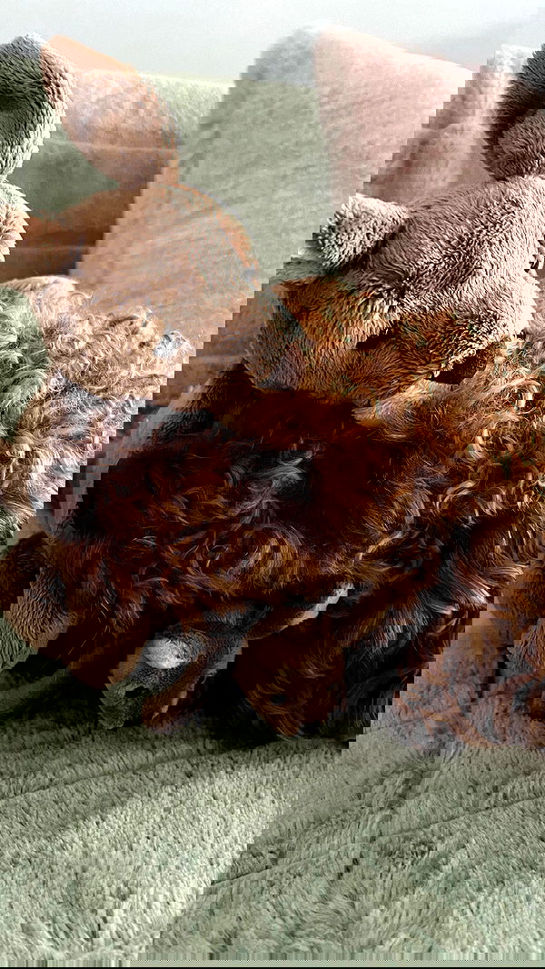 v33froggy image ~ Altpins