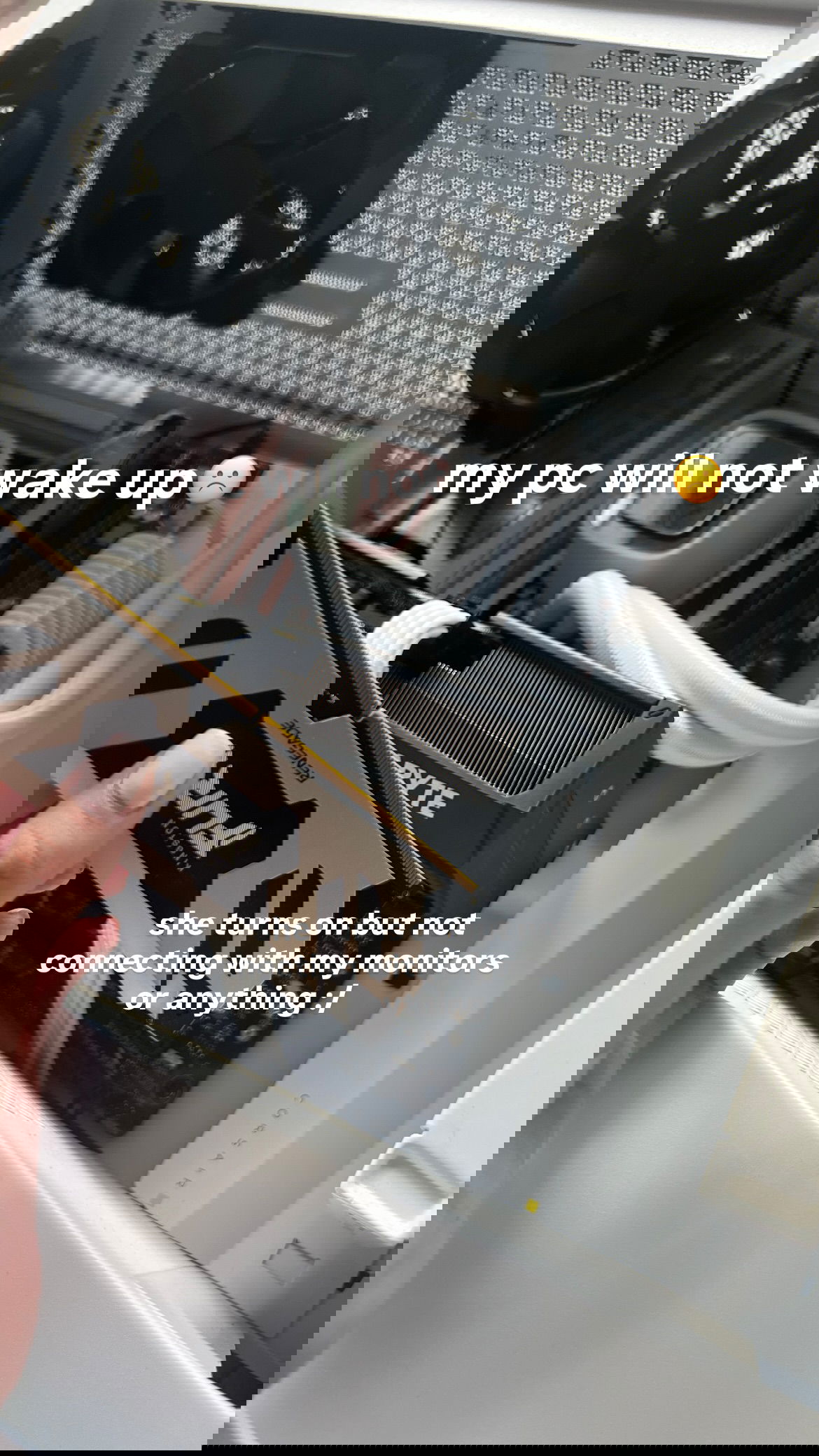 v33froggy instagram image archive image