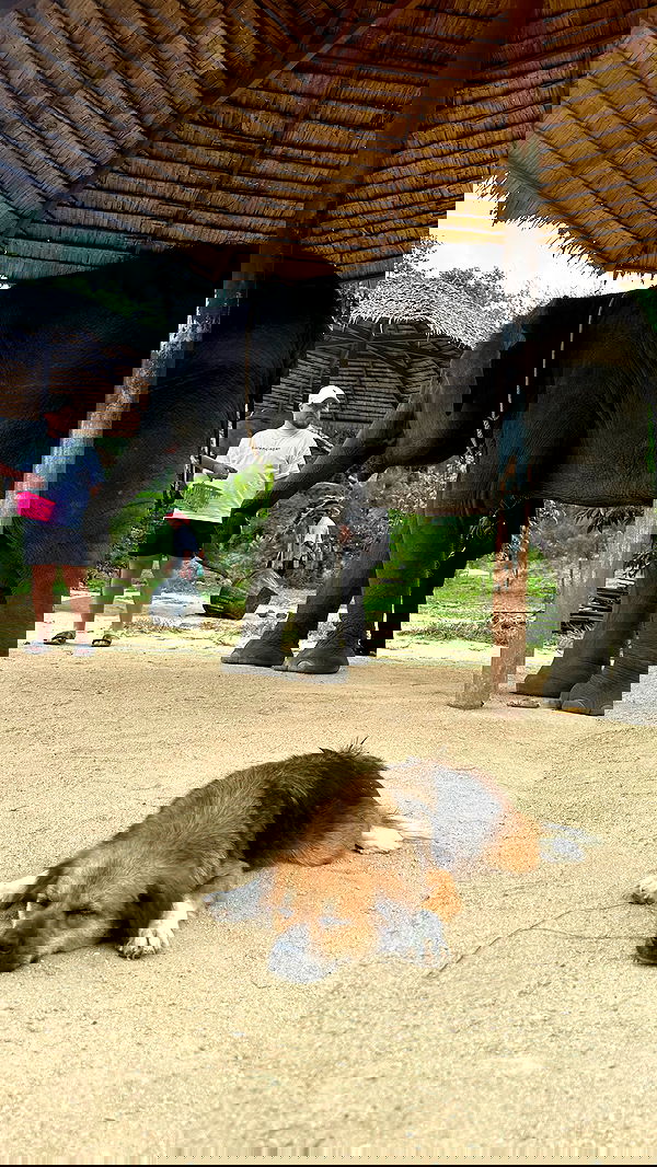 valeria_lukin valeria_lukin archive image