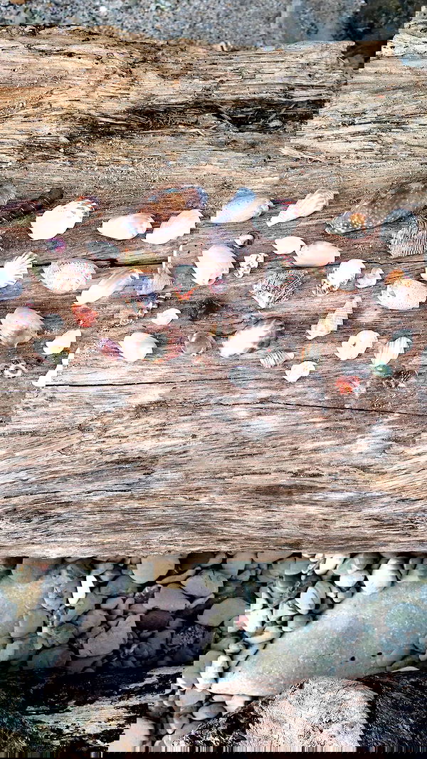 valeria_lukin valeria_lukin archive image