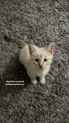 valeriecastellano Altpins Profile Picture
