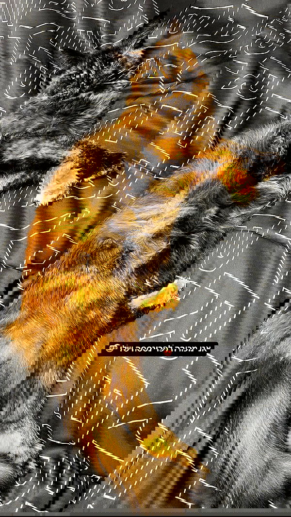 valeryy.t1 image ~ Altpins