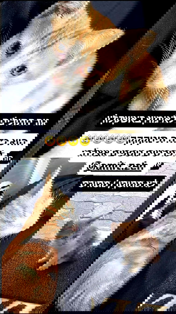 valeryy.t1 image ~ Altpins