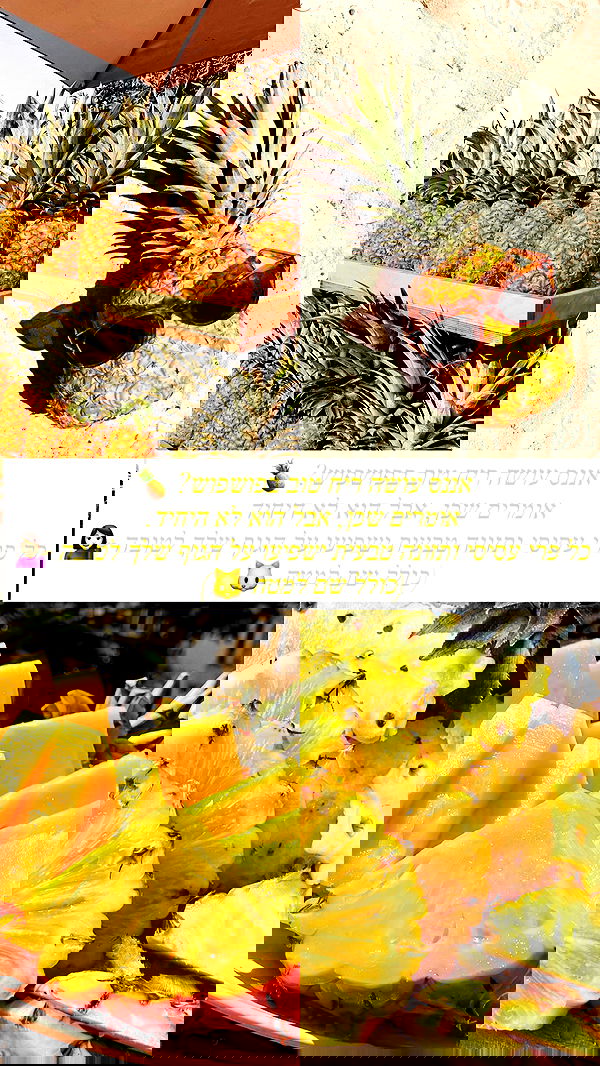 valeryy.t1 image ~ Altpins