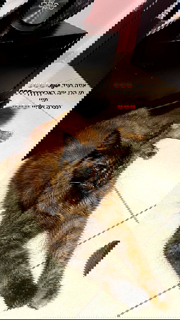 valeryy.t1 image ~ Altpins