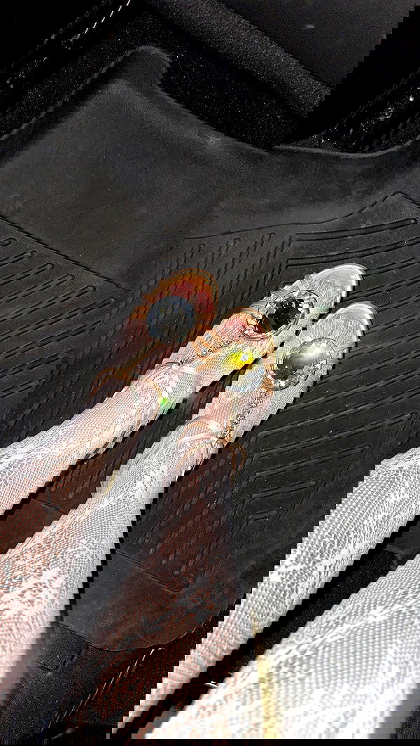 valkyrae valkyrae archive image