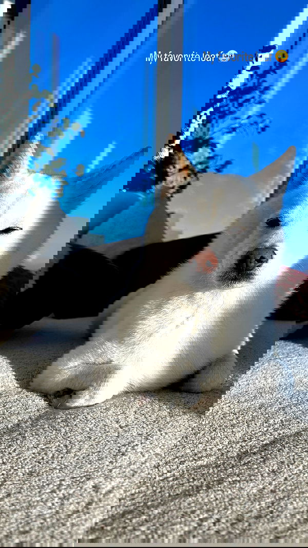 valkyrae valkyrae archive image