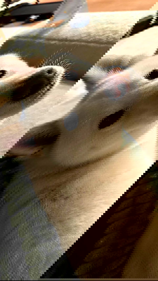 valkyrae valkyrae archive image