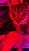 vampirec0wgirl Altpins Profile Picture