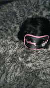 vampirec0wgirl Altpins Profile Picture