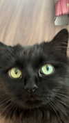 vampirec0wgirl Altpins Profile Picture