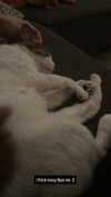 vampirec0wgirl Altpins Profile Picture