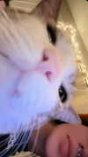 vampirec0wgirl Altpins Profile Picture