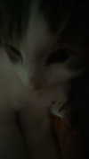 vampirec0wgirl Altpins Profile Picture