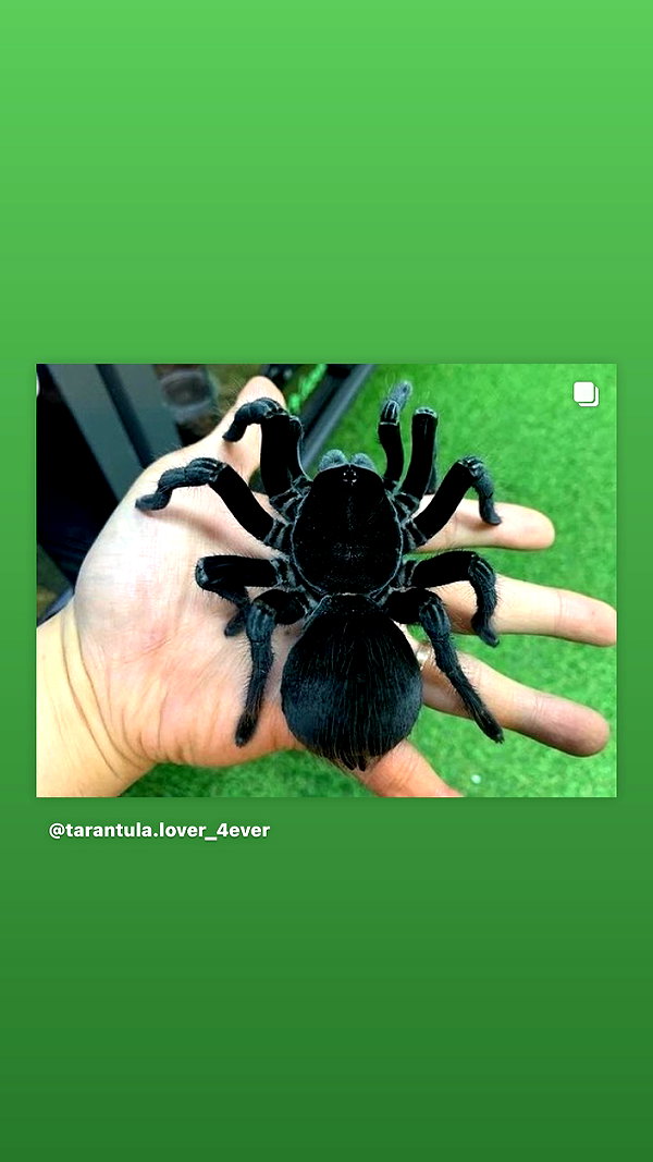 vampiryska instagram image archive image