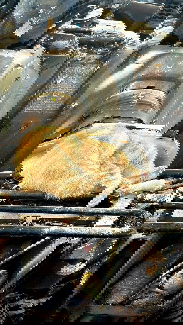 vamppyrbaby vamppyrbaby archive image