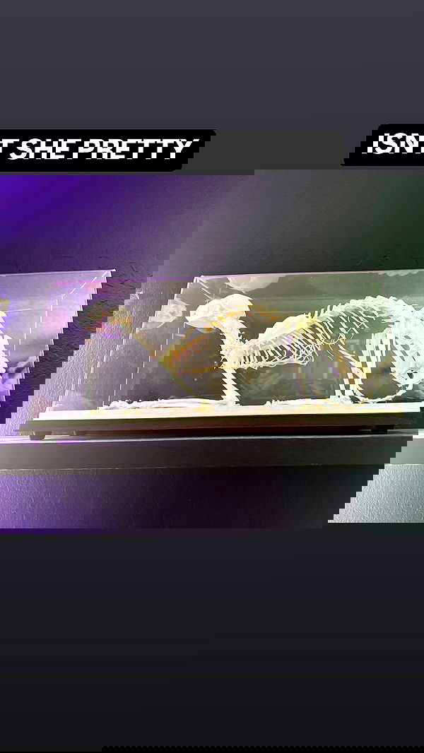 vamppyrbaby vamppyrbaby archive image