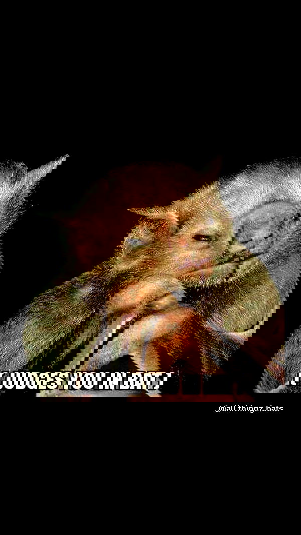 vamppyrbaby vamppyrbaby archive image