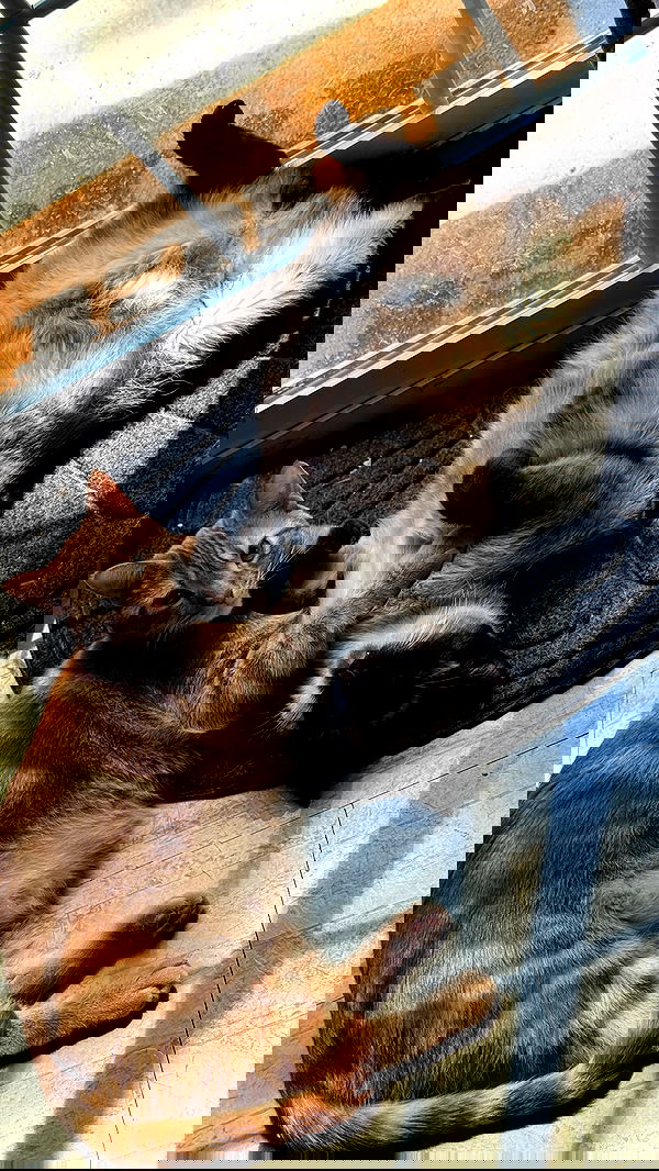 vamppyrbaby vamppyrbaby archive image