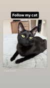 vampyfairys Altpins Profile Picture