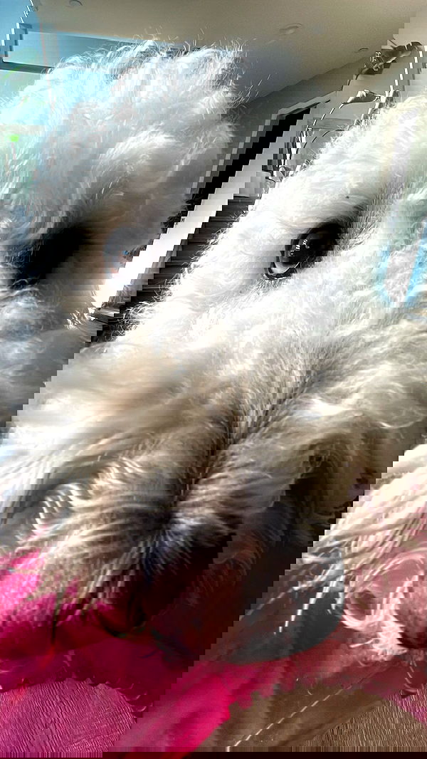 vanessa.julienne image ~ Altpins