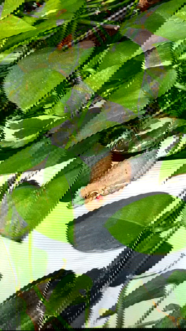 vanessa.julienne image ~ Altpins