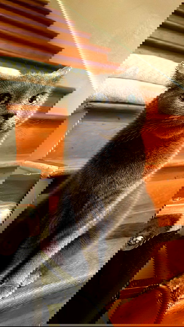 vanessa.julienne image ~ Altpins