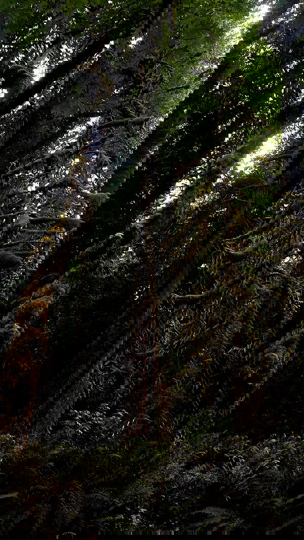 vanessa.julienne image ~ Altpins