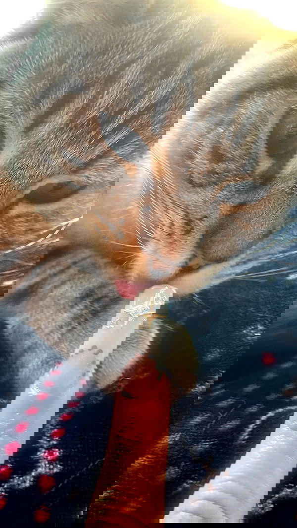 vanessa.julienne image ~ Altpins