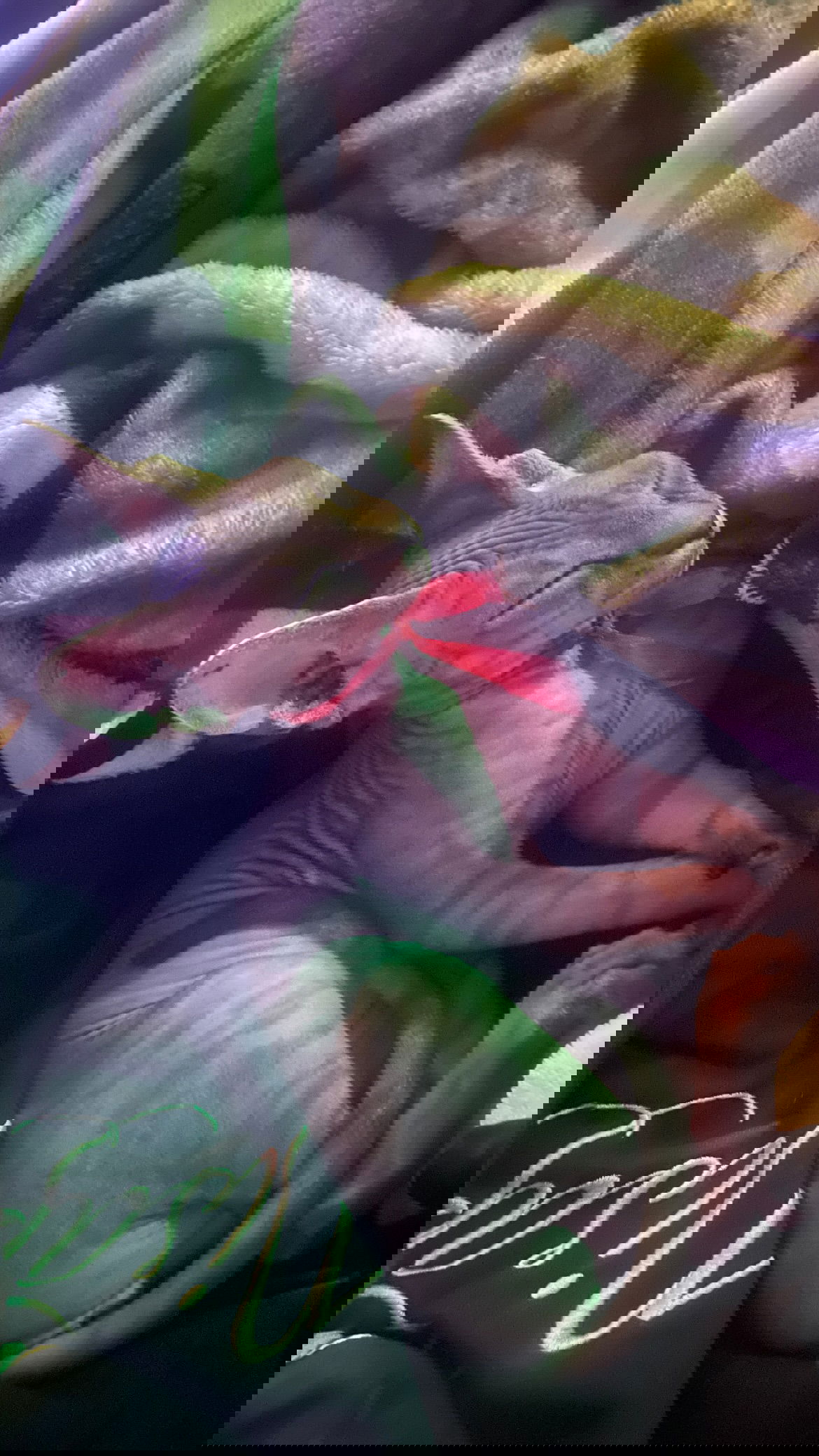 vanessa.julienne instagram image archive image