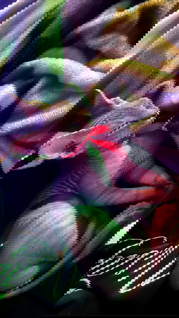 vanessa.julienne image ~ Altpins