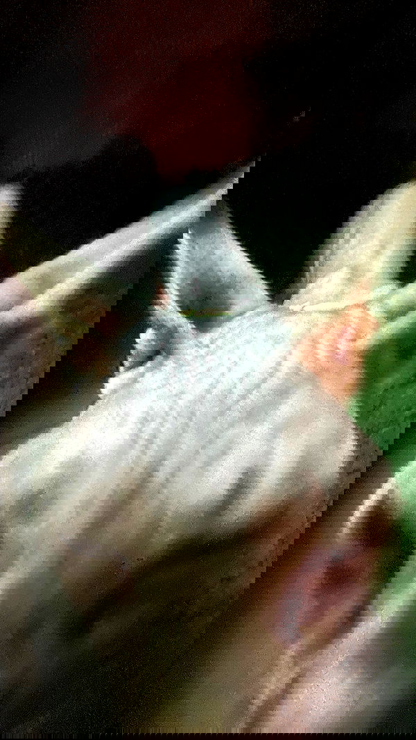 vanessa.julienne image ~ Altpins