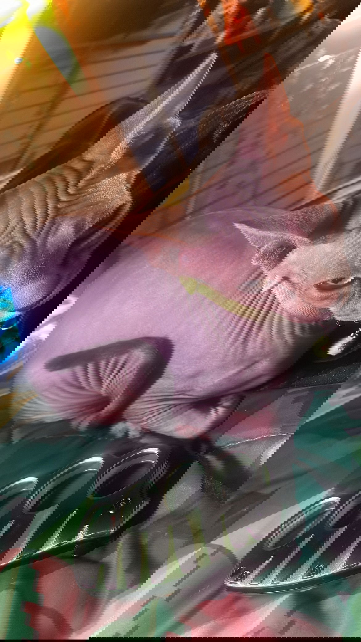 vanessa.julienne instagram image archive image