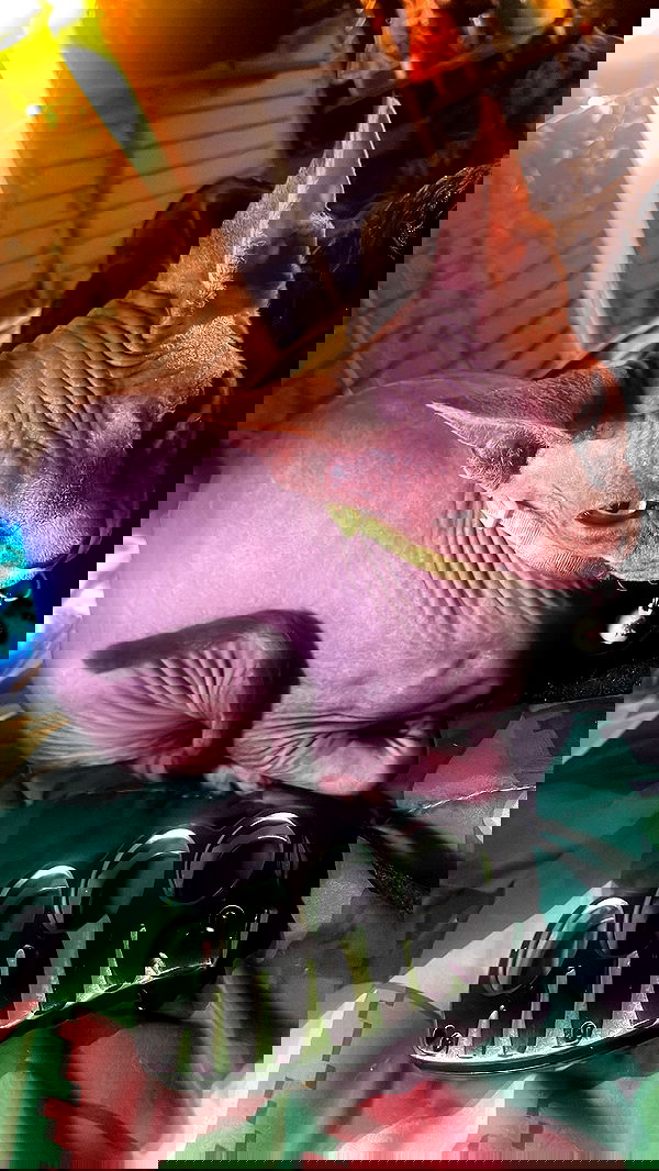 vanessa.julienne image ~ Altpins