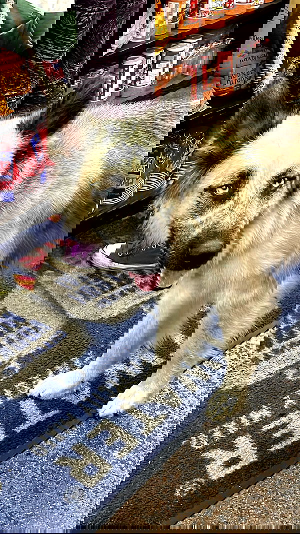 vanessa.julienne image ~ Altpins