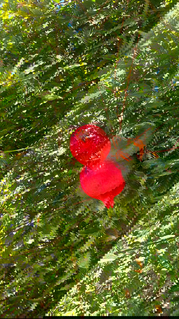 vanessa.julienne image ~ Altpins