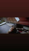 veildose Altpins Profile Picture