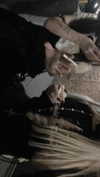 veildose Altpins Profile Picture