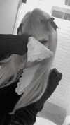 veildose Altpins Profile Picture