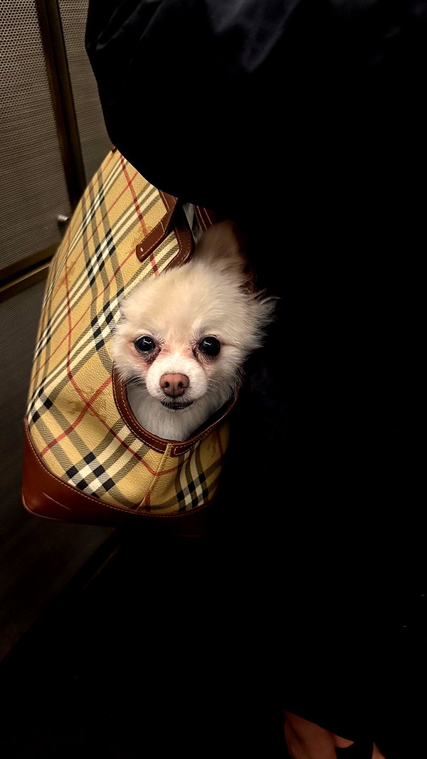 venenochelle instagram image archive image