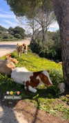 veronika_grish Altpins Profile Picture