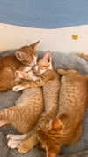 veronika_grish Altpins Profile Picture