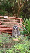 veronika_grish Altpins Profile Picture