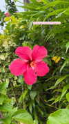 veronika_grish Altpins Profile Picture
