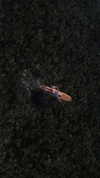 veronika_grish Altpins Profile Picture