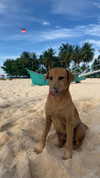 veronika_grish Altpins Profile Picture
