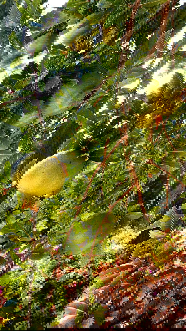 victoriaturnerr image ~ Altpins