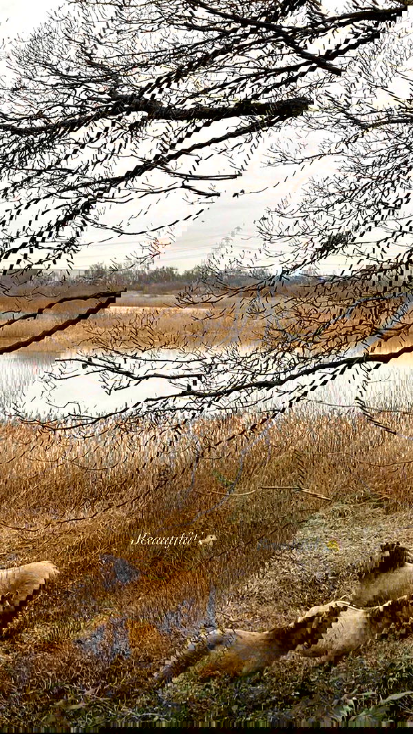 victoriaturnerr image ~ Altpins